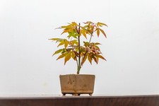 Bonsai Starter Bundle -