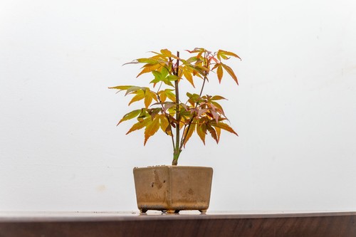Bonsai starter bundle - bonsai,