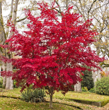 Acer Palmatum Bloodgood Japanese Red - Full Winter Hardy Maple Tree XXL 3Lt Pot