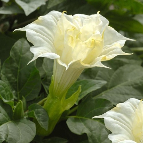 Angel trumpet datura - trumpet, metel