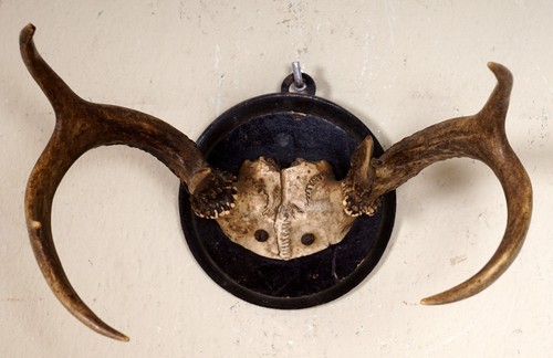 Beautiful 6ender red deer - red,