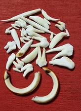  Badger,Beaver,Wild Boar Teeth