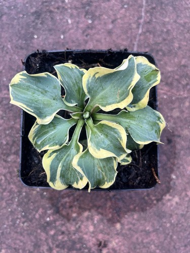Hosta mini skirt small plant - hosta,
