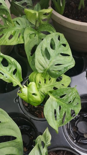 Monstera adansonii swiss - adansonii,