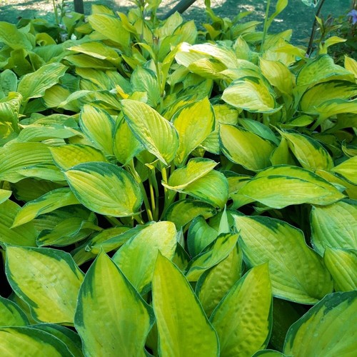 Hosta gold standard - 'gold, standard'
