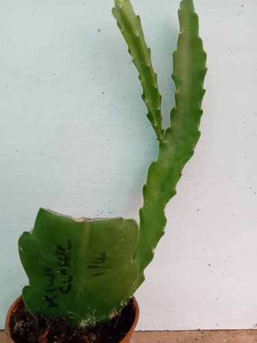 Epiphyllum kiwi classic - epiphyllum,