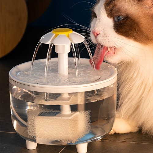 Pet cat dog water - pet,