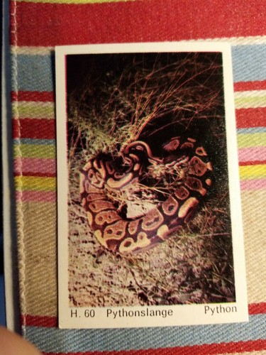Pt3 trade card - pt3, wild