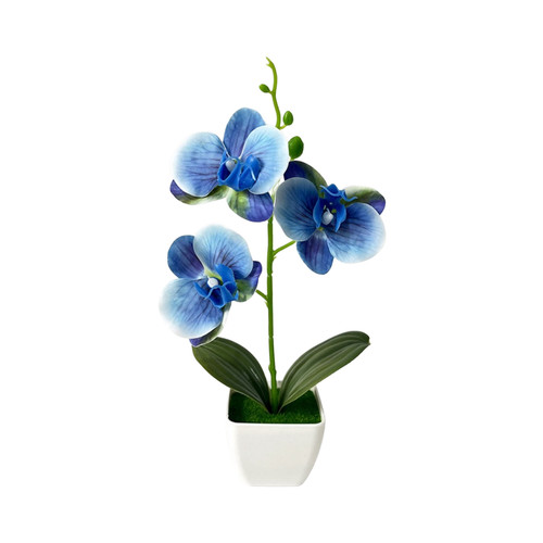 Contemporary potted orchid for - contemporary,