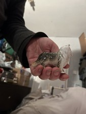 Small Unmarked Collie Dog