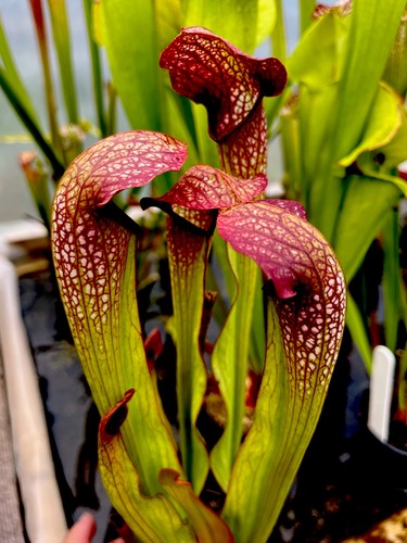 Sarracenia norman parker - sarracenia,