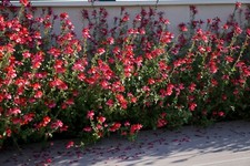 Salvia 'Royal Bumble' 9cm pot - red long lasting flowers evergreen sage