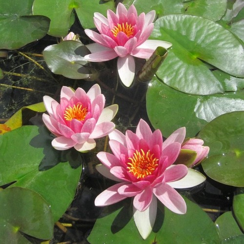Pink water lily - pink,