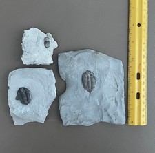 Trilobite fossils Dalmanites