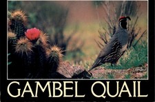 Gambel quail arizona desert - gambel,