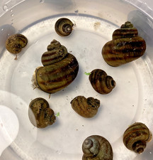 12 Mystery Snails Asian Ringed