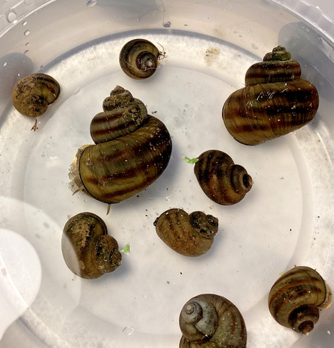 Mystery snails asian ringed - 12,