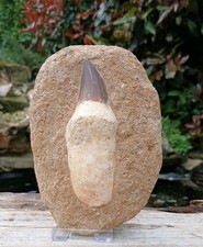 Fossil Mosasaur tooth Dinosaur