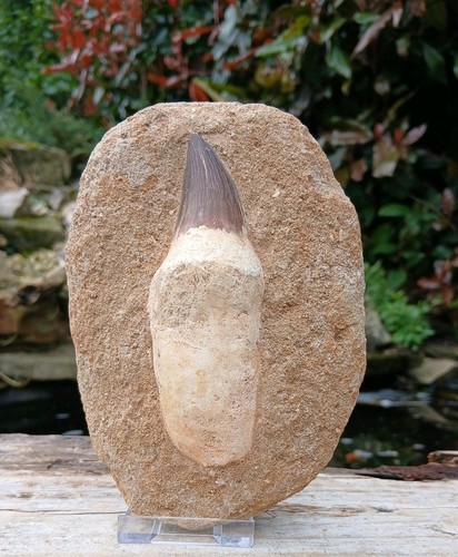 Fossil mosasaur tooth - fossil, dinosaur