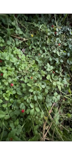Mock strawberry potentilla - mock,