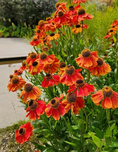 Helenium red gold mixed 50 - helenium, (50+