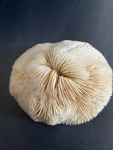Natural white ocean mushroom - white,