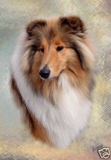 Rough Collie A6 Blank Card Design No 6 By Starprint - Auto combined postage