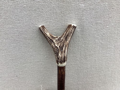Red deer antler walking - walking, hazel