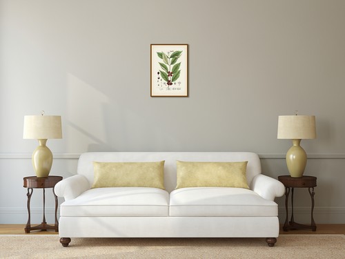Coffee plant antique - , botanical
