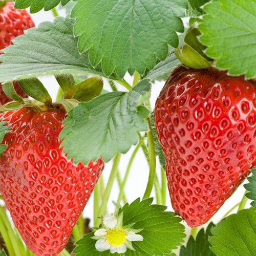 Strawberry loran basket tub - loran,