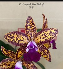 Cattleya Leopard Lou 'Satay' Orchid Plant