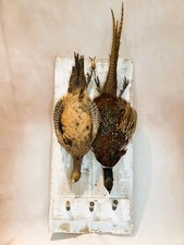 Hanging  brace of pheasants on