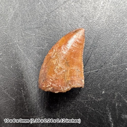 Raptor tooth deltadromeus - raptor,