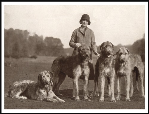 Irish wolfhound lady and dogs - and,