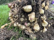 1KG Organic Jerusalem