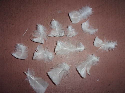 Real swan white feathers - 24,