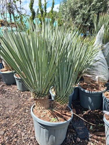 Blue swan yucca rostrata - yucca,