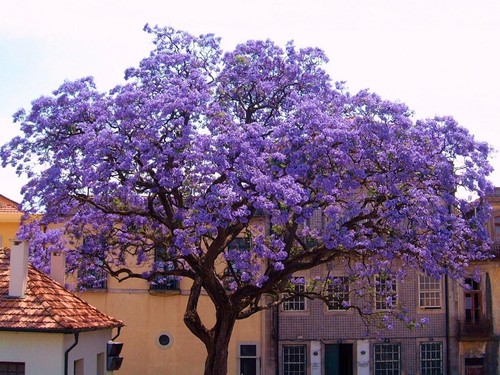 Paulownia tomentosa foxglove - paulownia, (foxglove