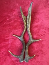 PAIR OF FALLOW DEER ANTLER