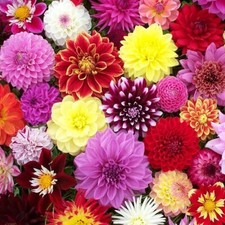 Dahlia Tubers 'Surprise' Mix -