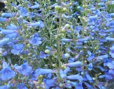 Penstemon Electric Blue
