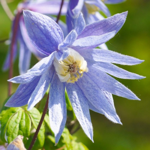 Clematis alpina deciduous - alpina, |