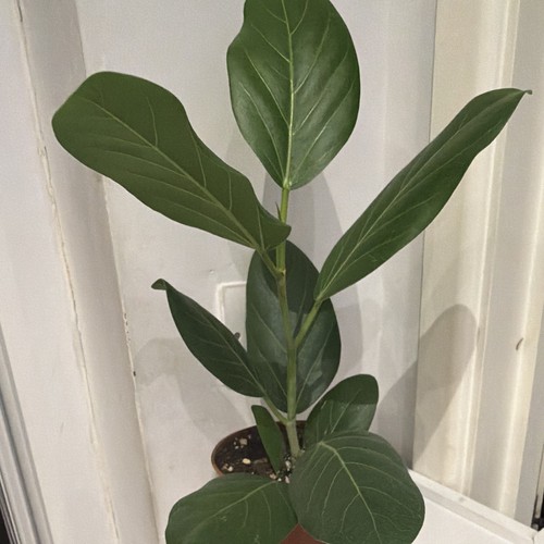 Ficus benghalensis - ficus,