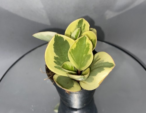 Variegated baby rubber plant - variegated,