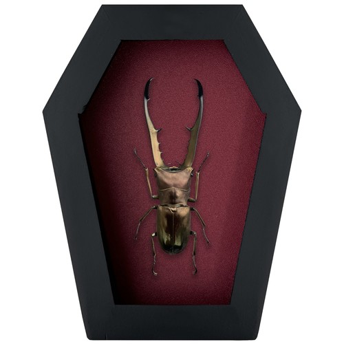 Real stag beetle - beetle, frame