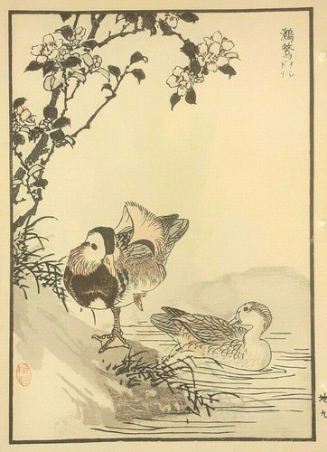 Bairei mandarin duck ducks - bairei,