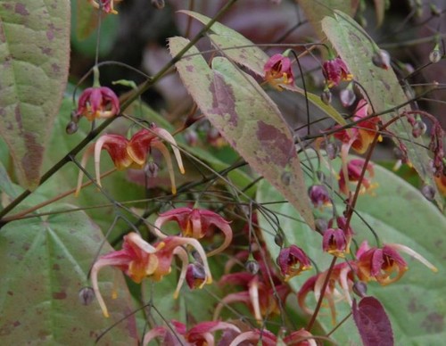 Epimedium omeiense akane plant - omeiense,
