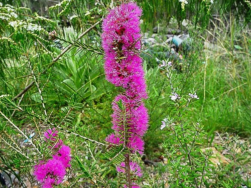 Melaleuca wilsonii honey - melaleuca, wilsonii,