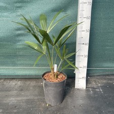 Trachycarpus wagnerianus x