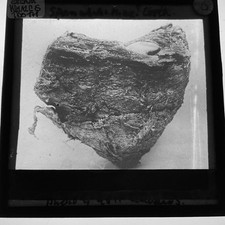 Antique Glass Magic Lantern Slide Sperm Whale Tooth Marine Biology